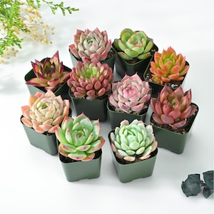 May include: A collection of ten individual succulent plants, each potted in a small, square, dark green plastic container. The succulents display a variety of colors, including shades of green, pink, orange, and deep red, with thick, fleshy leaves.