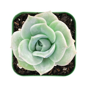 Rosette Succulent PlantEcheveria 'Lovely Rose'Rooted in 2 Plant potGreat for best Friends, Graduation Gifts, Wedding Party Decor image 3