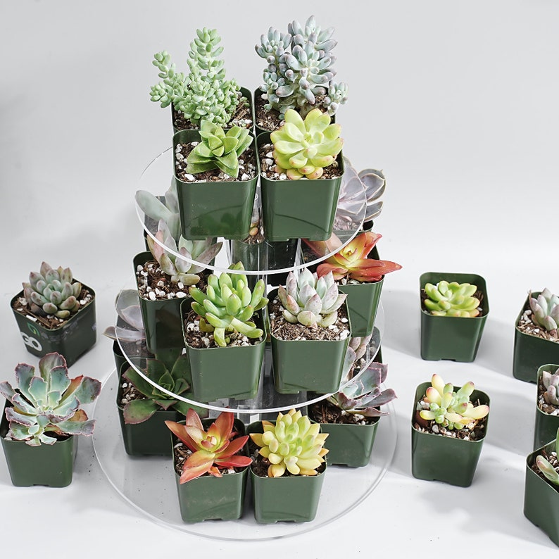 Bulk Succulent Plants, Live Rare Assorted Succulent. For Bridal Shower Favors Succulent Gifts, Wedding Shower Favors, Baby Shower Favors image 6