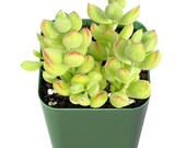 Succulent plant, Live Rare Cotyledon Pendens , Fully Rooted in 2 Plant pot, Great Idea for Indoor Wall Decor, Perfect Gifts for Graduation
