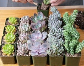 その他多肉植物 vegas and Hayford Set of 10 plants each Amazon.com : Haworthia Hybrids Succulents Mix (30+ Seeds