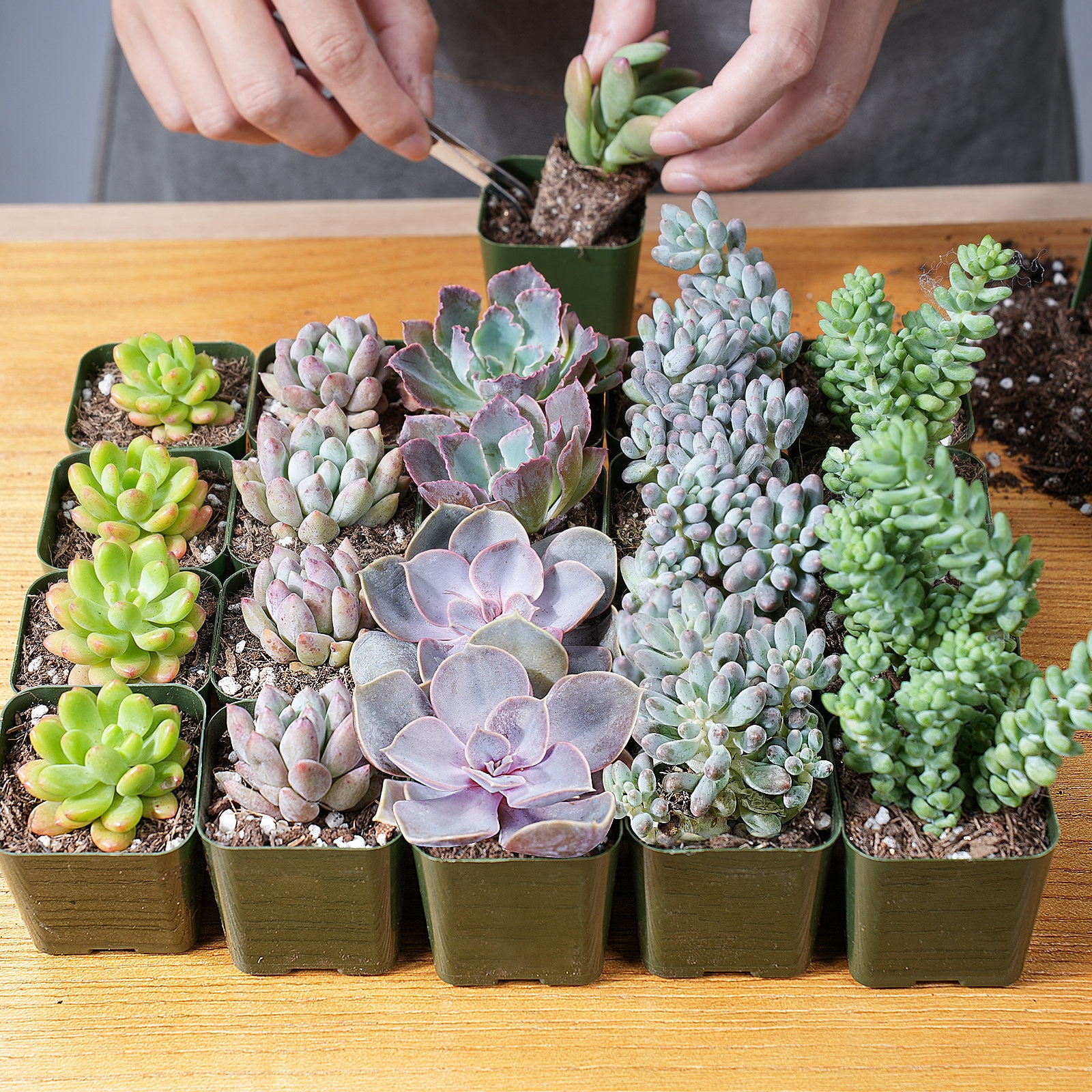 24 plantes succulentes assorties : 5 accessoires pour plantes, 6 varits,  accessoires de fte | Cadeau pour la fte des Mres | Dcoration  d'intrieur | Accessoires de jardin - Etsy Canada