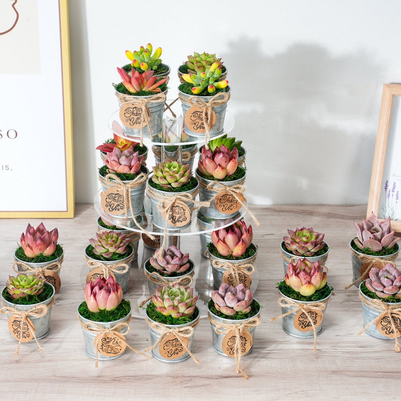 5/10/20/25/30 Bulk Succulent FavorWedding Party Favor,Bridal Shower Favor,Baby Shower FavorLive Succulent PlantMini BucketsAccessaries image 7