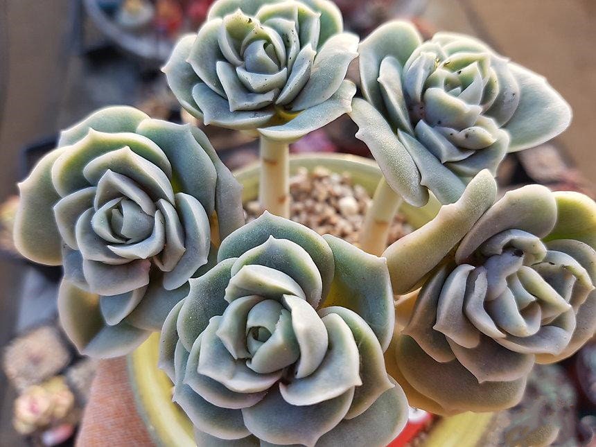 5 Packs Live Echeveria Lovely Rose Succulent Plants fully Etsy