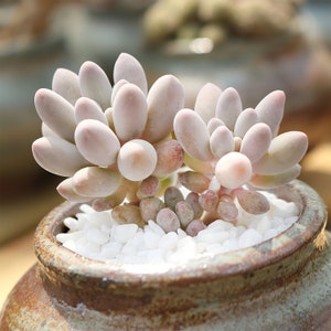 Rare Baby Finger Succulent (Pachyphytum 'Machucae') - 2" Planter, Party Favors, Valentine's Day Gift, Galentine's Day Gift