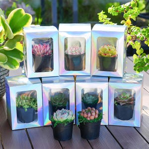 May include: Assortment of succulents in small black pots, displayed in iridescent gift boxes with clear windows. The succulents vary in color, including shades of green, pink, and red. The boxes are arranged on a wooden surface, with greenery in the background.