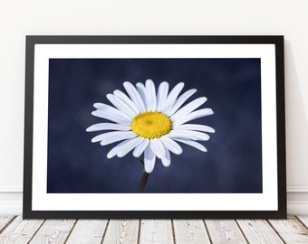Oxeye Daisy Limited Edition Fine Art Flower Print