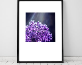 Allium 'Onion Flower' Limited Edition Fine Art Print