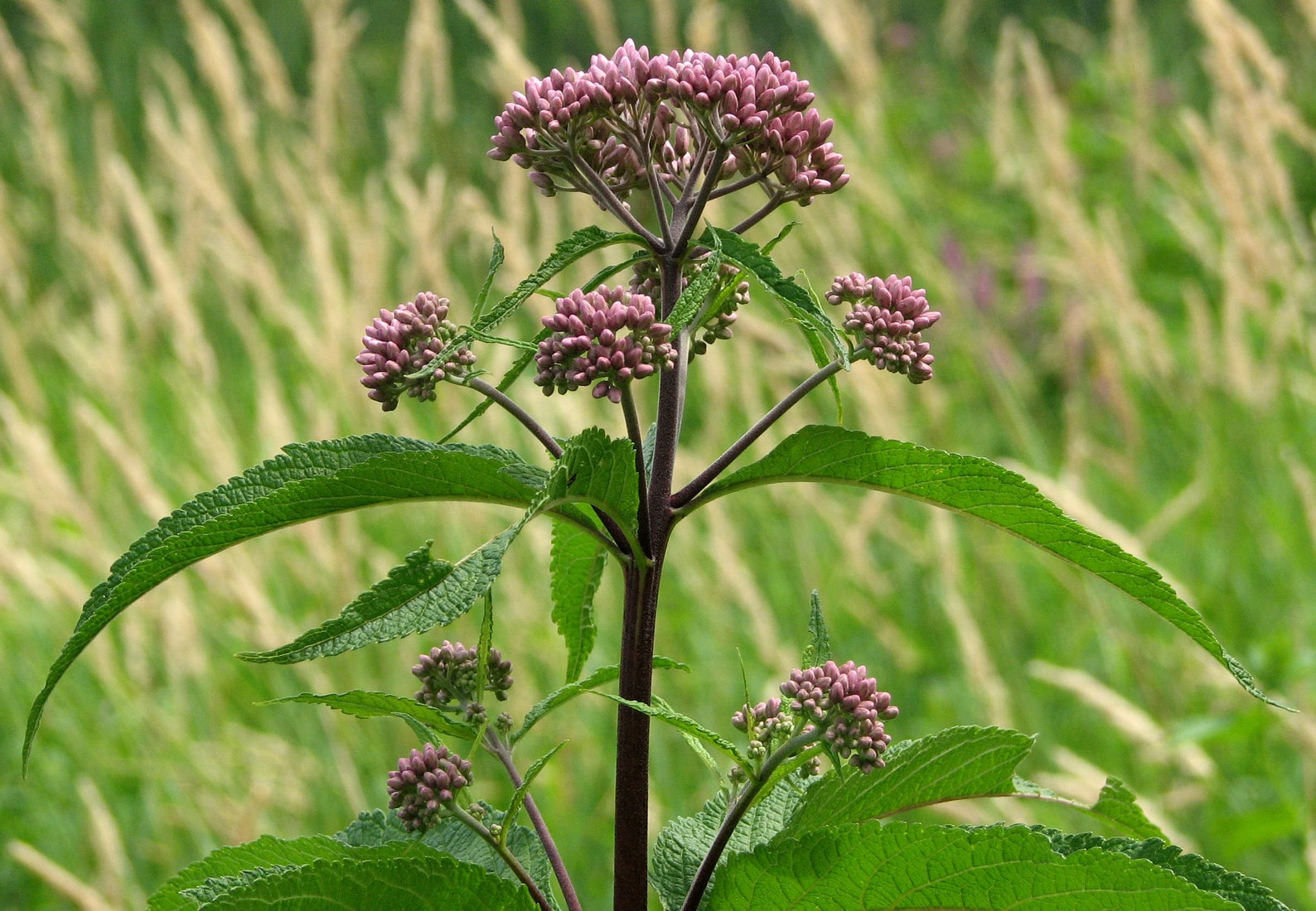 Seeds Joe Pye Weed Eutrochium purpureum Etsy