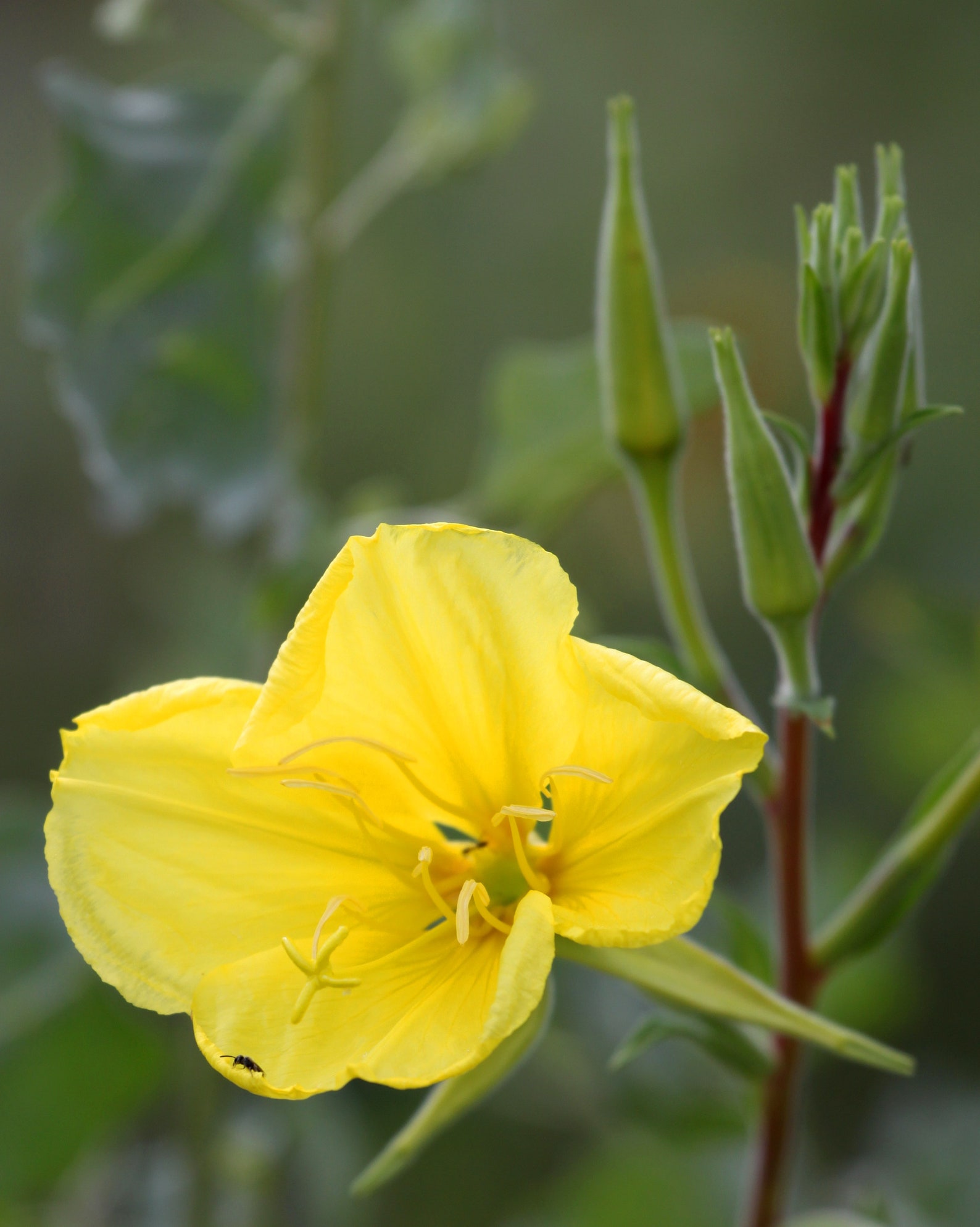 Seeds Bigfruit Evening Primrose oenothera Macrocarpa Etsy