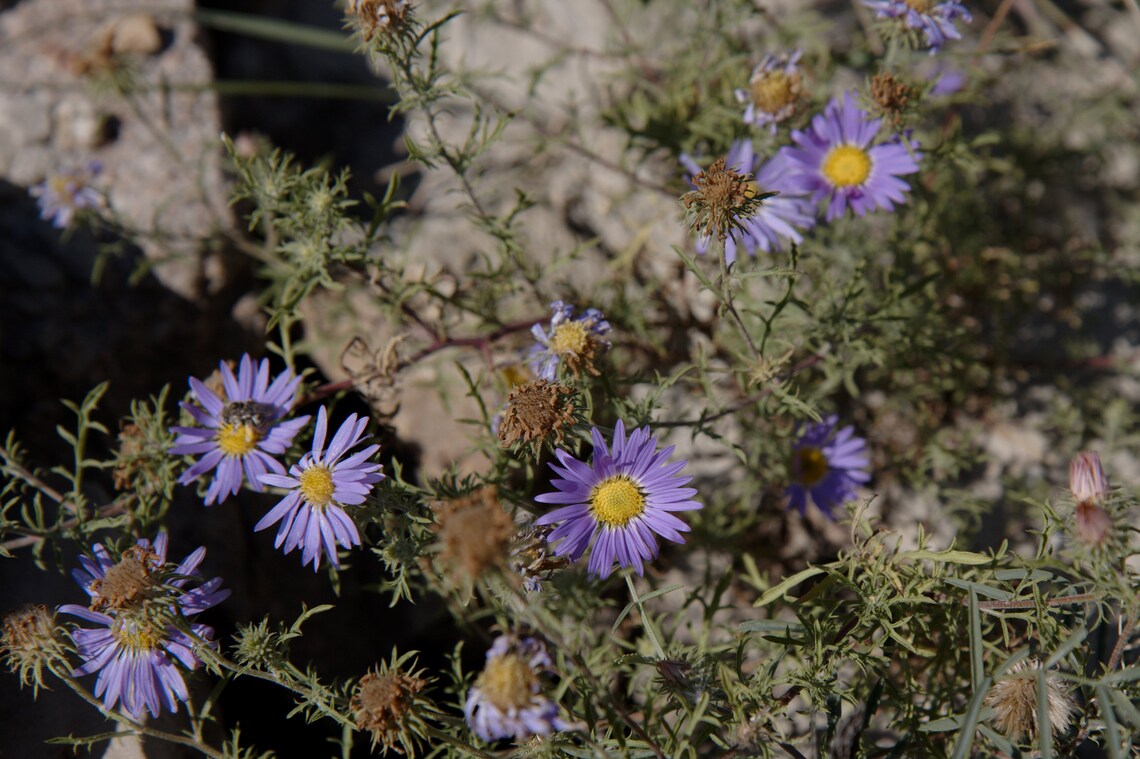 Seeds Prairie Aster Machaeranthera tanacetifolia Etsy