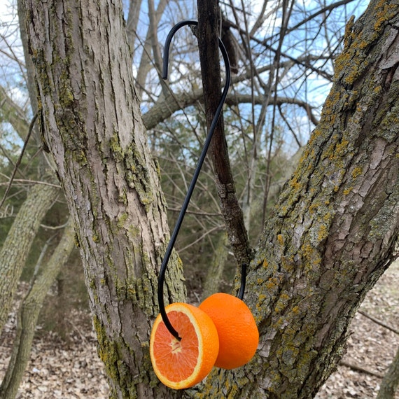 Double Orange Feeder 12 Iron Hook Oriole Feeder Etsy