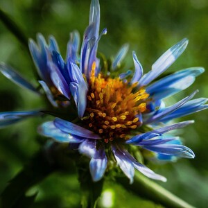 New England Aster --  Nature Wall Art and Greeting Card by AgathaO
