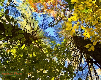 Up, Up, Up-- Nature Greeting Card and Print -- Photography by AgathaO