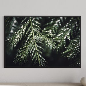Redwood tree photography print, California coast photography, Forest art print, Winter art print, Redwood Tree art
