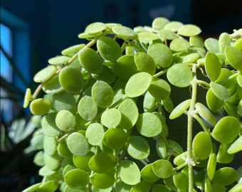 Dischidia Nummularia “String Of Nickels” Plant Cuttings: Rare / US Seller!