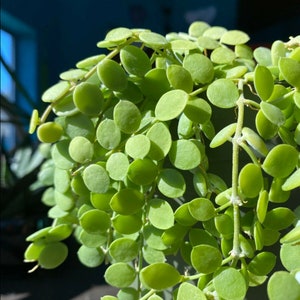 Dischidia Nummularia “String Of Nickels” Plant Cuttings: Rare / US Seller!