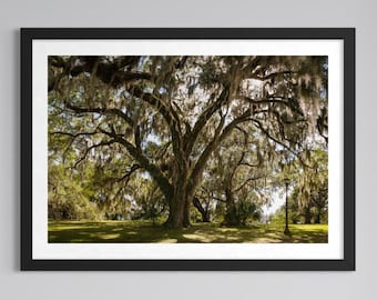 Foto enmarcada de un roble vivo de Nueva Orleans: Árbol fantasmal de un parque urbano con musgo español