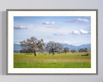 California valley photograph, oak tree photo, California landscape art, sunny landscape, rural valley, summer farm photography