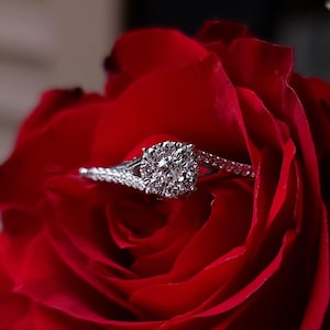 May include: A diamond engagement ring with a round central stone and a split shank band, set in a red rose. The ring sparkles, reflecting light. The rose is a deep red colour, with visible petals.
