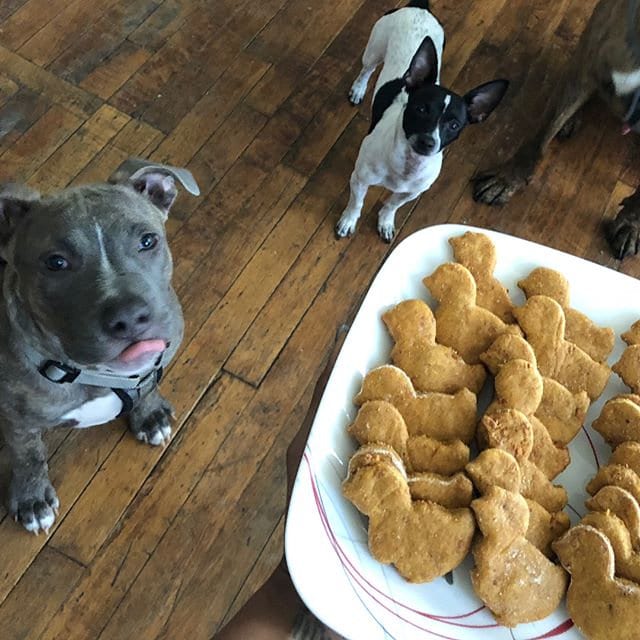 Paw Lickin Chicken Dog Treats Etsy