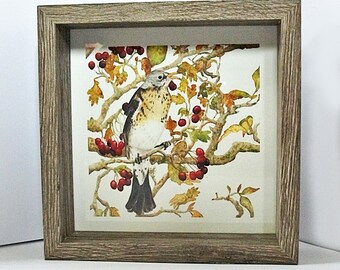 A 'Fieldfare' is a square framed art print of this beautiful bird, taken from a watercolour painting. It is all ready to hang.