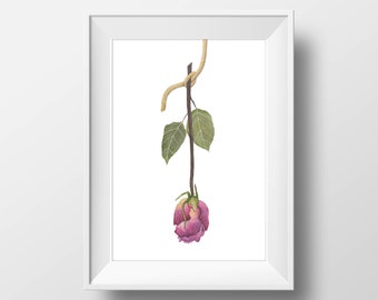 Drying Rose Watercolor Print | Watercolor Roses Print | Watercolor Pink Rose Painting | Watercolor Floral Artwork | Dried Flower Artwork