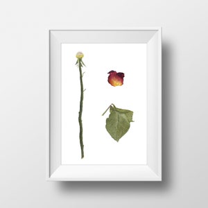 Rose Watercolor Art Print | Watercolor Roses Print | Watercolor Giclee Print | Watercolor Floral Artwork | Botanical Art | Dried Flower Art
