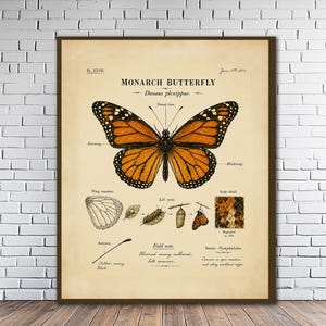 May include: A vintage-style scientific print featuring a central orange and black Monarch butterfly, Danaus plexippus, with labeled anatomy. Below are illustrations of the life cycle, wing venation, scale detail, and antenna, with field notes.