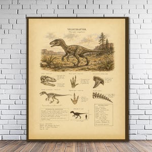 May include: A framed vintage-style scientific poster titled Velociraptor, featuring a detailed illustration of the dinosaur in a landscape, along with anatomical sketches of its skull, foot, tooth, skeleton, and tail, plus text and specimen notes.