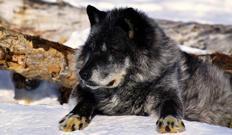 vieux loup 3 lettres