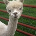 Avatar de OakCrestAlpacas