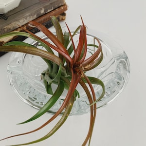 Vintage Clear Glass KIG Indonesian Ashtray/Trinket Dish/Floral Design/Mid Century/Vintage Modern