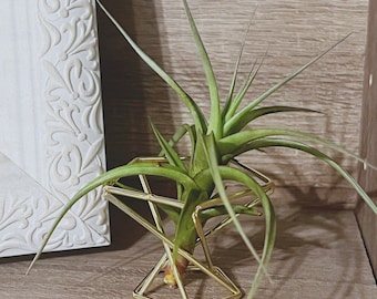 Air Plant Tillandsia Bergeri with Gold Stand
