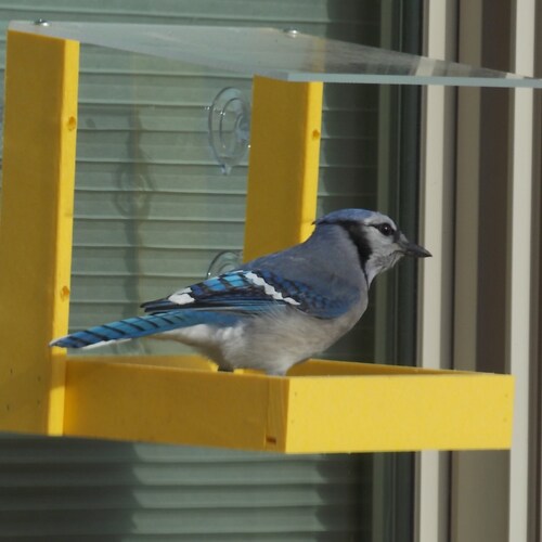 Window Bird Feeder Etsy