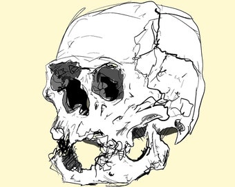 Étude de crâne