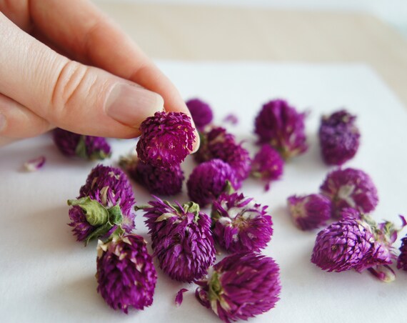 12 Real Pressed Amaranthus Flowers Scrapbooking Phone Case Decoration Craft
