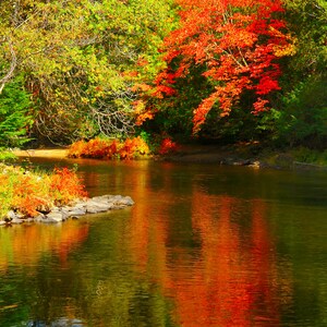 Algonquin park in the fall