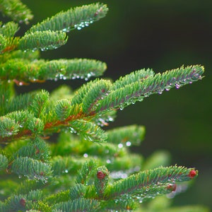 Conifer tree in Newfoundland