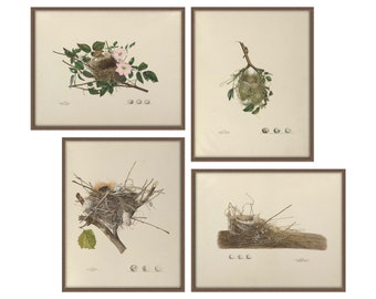 Birds nest prints | Etsy