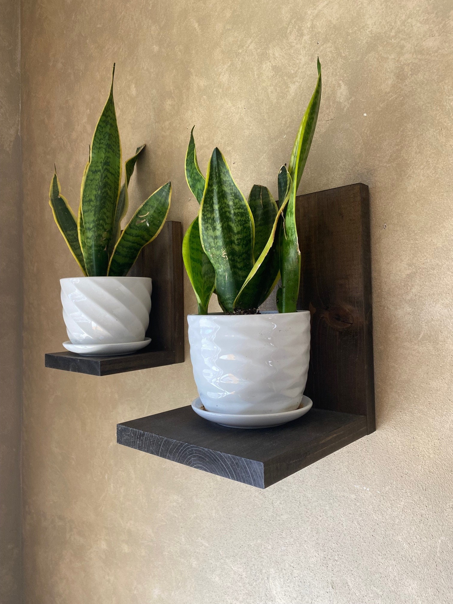 black rubber plant Rubber Plant Ficus elastica "Black Prince" (Tropical Live House Plant)