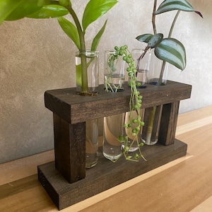Plant propagation, Plant cuttings, Plant lover gift