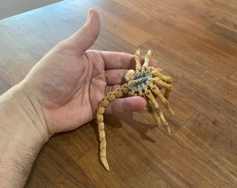 Cooles, Handbemaltes XS Alien Facehugger! mit Magnet