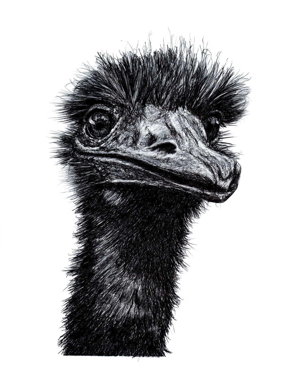 BLACK WHITE SCANDINAVIAN EMU OSTRICH MODERN ART PRINT DESIGN WALL HANGING A4 BLACK WHITE SCANDINAVIAN EMU OSTRICH MODERN ART PRINT DESIGN WALL HANGING A4