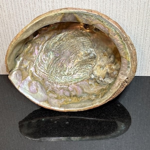 May include: An iridescent abalone shell with a pearlescent interior. The shell's exterior is a mix of brown and tan, while the inside shimmers with hues of green, pink, and gold. The shell is open, revealing its textured surface.