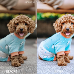 May include: A brown and white poodle wearing a light blue and white patterned jumpsuit with orange trim. The dog is sitting on a gray concrete surface. The image is labeled "Before" and "After" to show the difference in the image before and after editing.