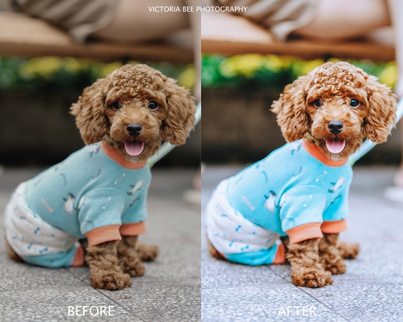 May include: A brown and white poodle wearing a light blue and white patterned jumpsuit with orange trim. The dog is sitting on a gray concrete surface. The image is labeled "Before" and "After" to show the difference in the image before and after editing.
