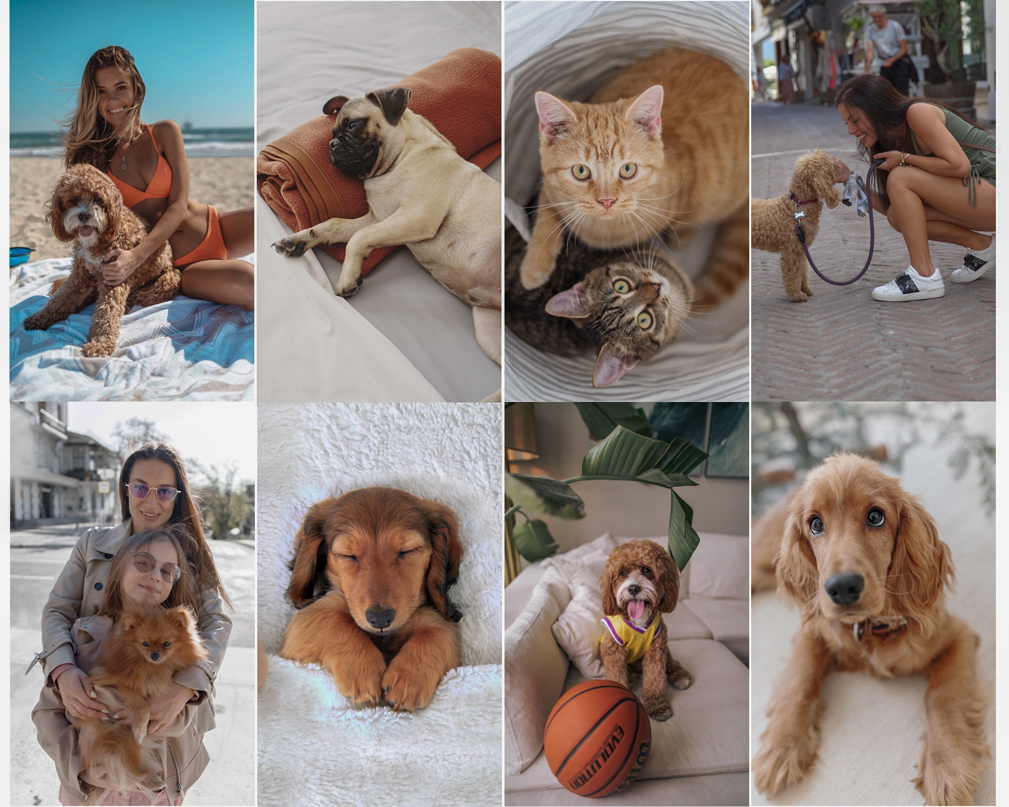 10 Pets Light Lightroom Presets Mobile  Desktop Light Bright lr presets Animal Phone Presets Puppy Photo Editing Filter for Instagram