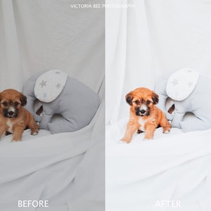 May include: A light brown puppy sits next to a gray stuffed elephant with white stars on its head. The puppy is looking at the camera. The background is white.
