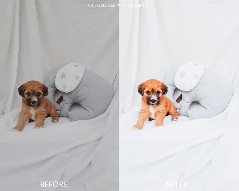 May include: A light brown puppy sits next to a gray stuffed elephant with white stars on its head. The puppy is looking at the camera. The background is white.
